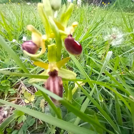 La Maison Pop-70's-spot Nature-b&b Tatil Evi *