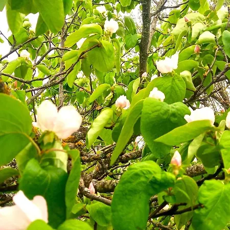 Tatil Evi La Maison Pop-70's-spot Nature-b&b Sarrant