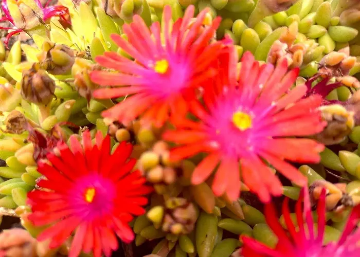 La Maison Pop-70's-spot Nature-b&b *